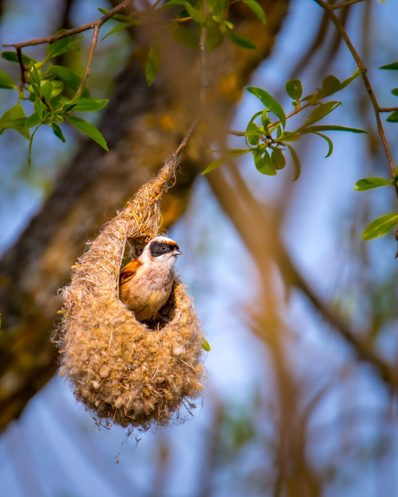 Eurasian penduline tit building its nest