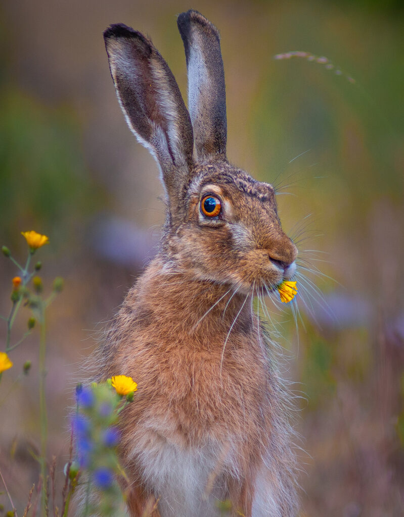 European hare eating a flower