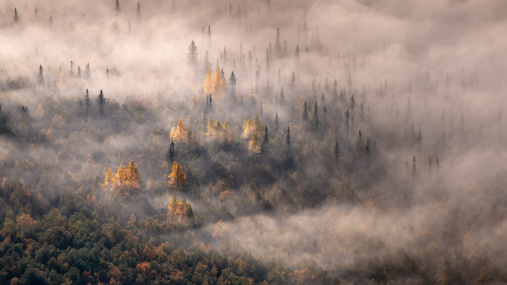 Autumn treetops in the mist (alternative variant)