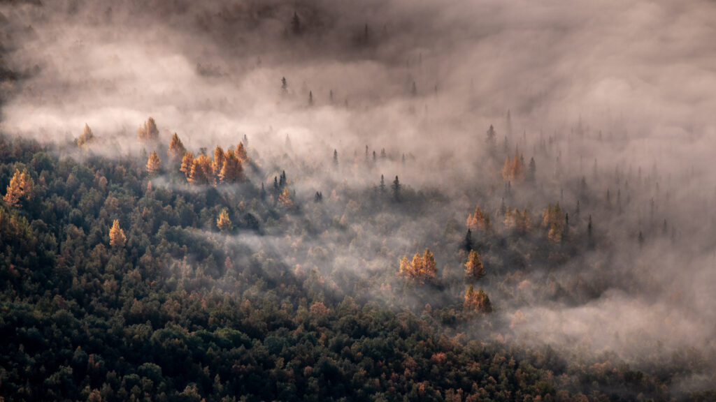Autumn treetops in the mist