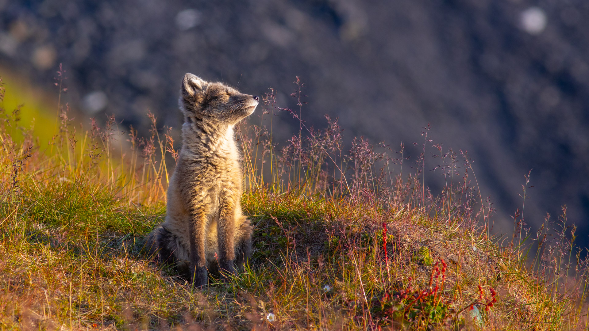 An arctic fox sunbathing