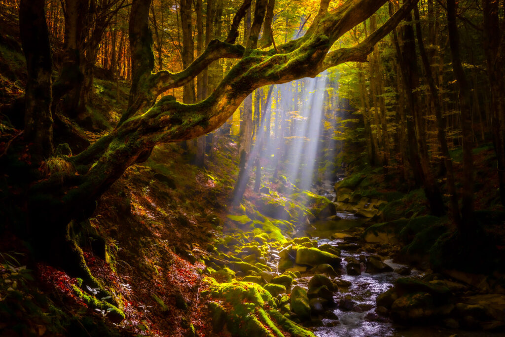 Light in a mossy forest