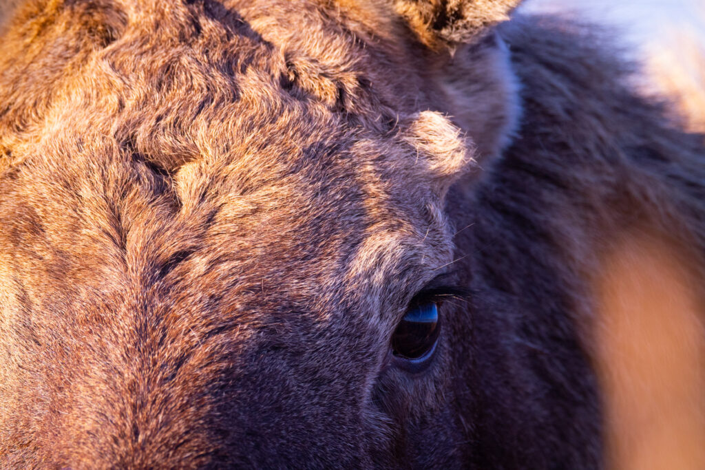 Eye of an elk