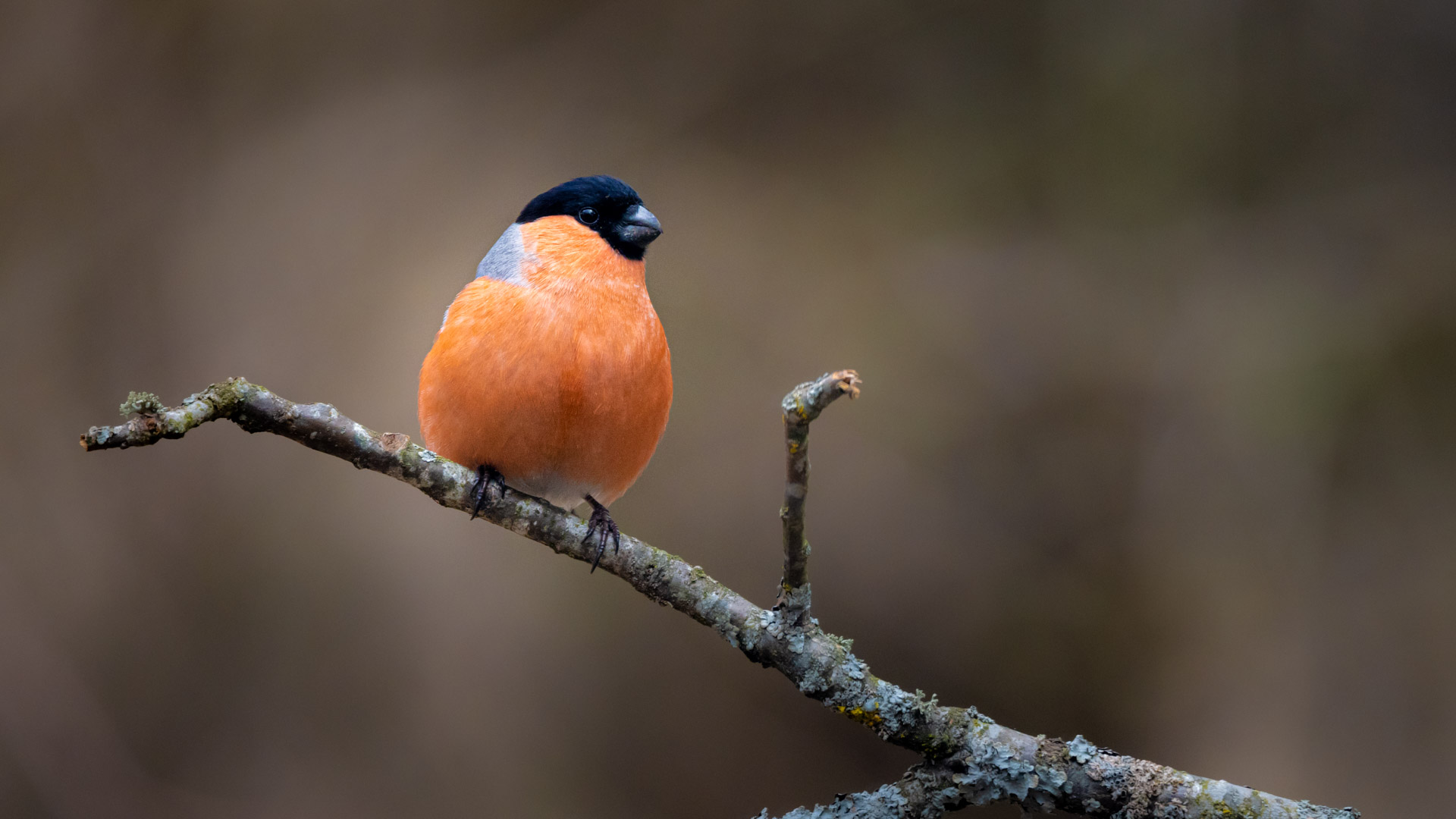 Eurasian Bullfinch Wojtek Rygielski