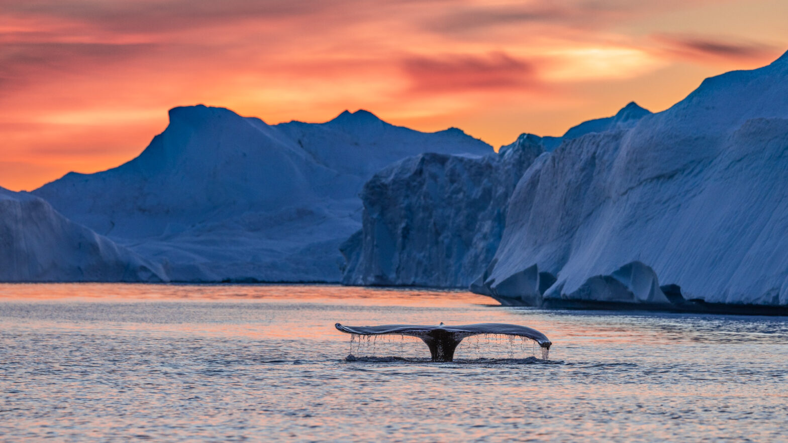 Disko Bay, Greenland – Wojtek Rygielski