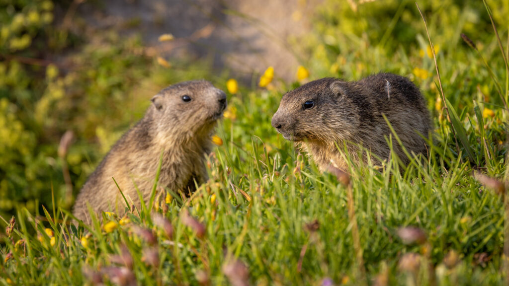 Young marmots playing