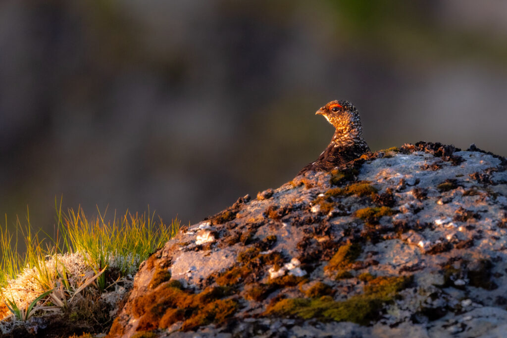Rock ptarmigan