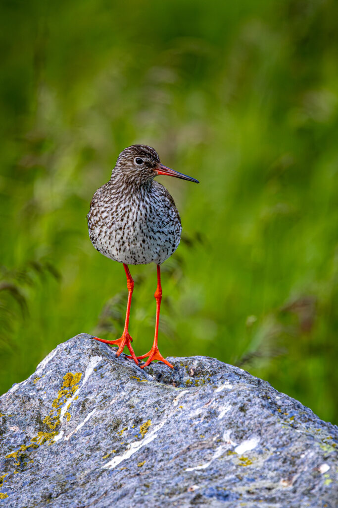 Common redshank